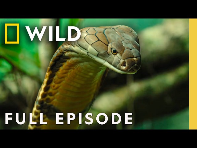 Exploring Indo-Pacific Snakes (Full Episode) | World's Deadliest Snakes | Nat Geo Animals thumbnail