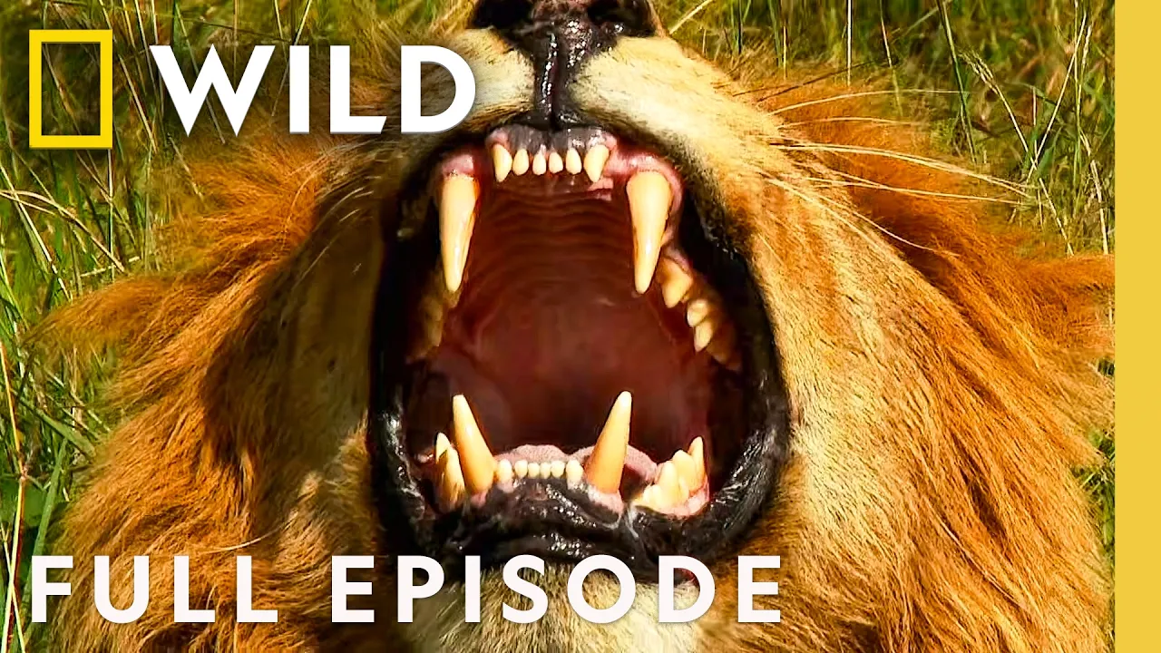 Battle Ready (Full Episode) | Animal Fight Night Compilation | Nat Geo Animals thumbnail