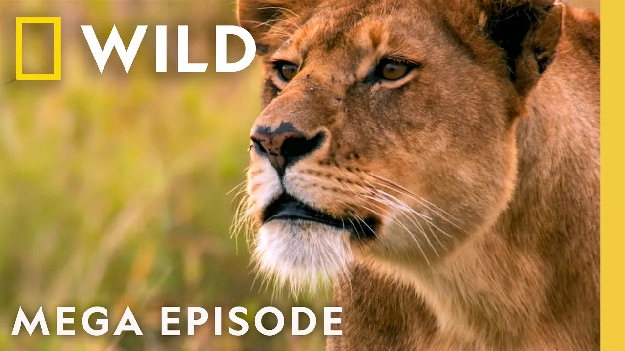 Queens of the Animal Kingdom | MEGA Episode | Nat Geo Animals thumbnail