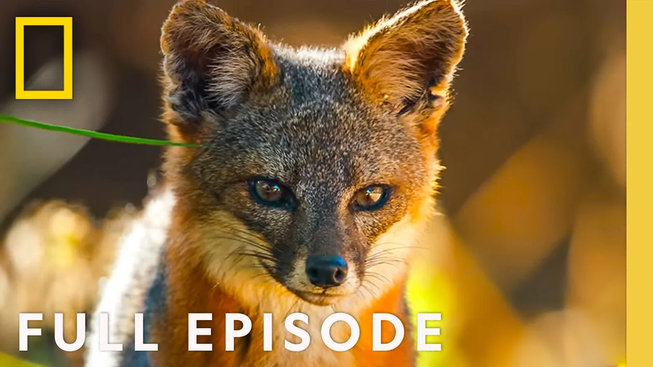 Discover the Channel Islands (Full Episode) | America's National Parks | National Geographic thumbnail