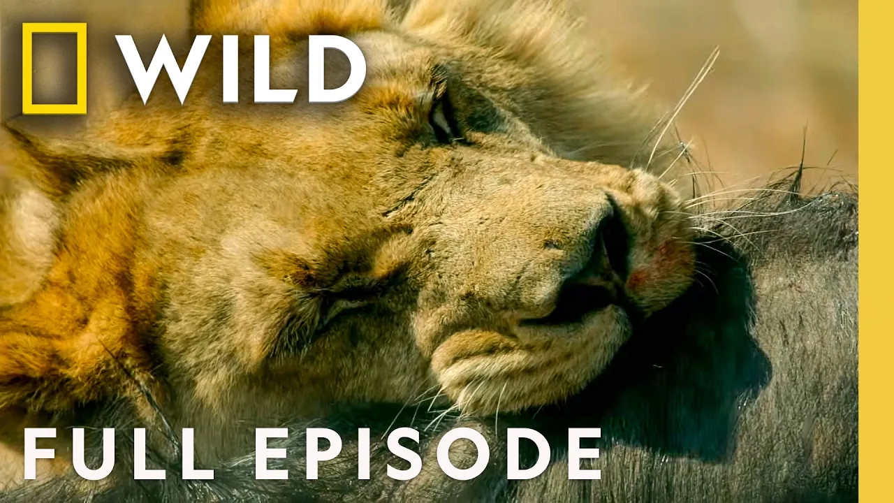 Survival on Africa's Remote Savannas (Full Episode) | Savage Kingdom Compilation | Nat Geo Animals thumbnail