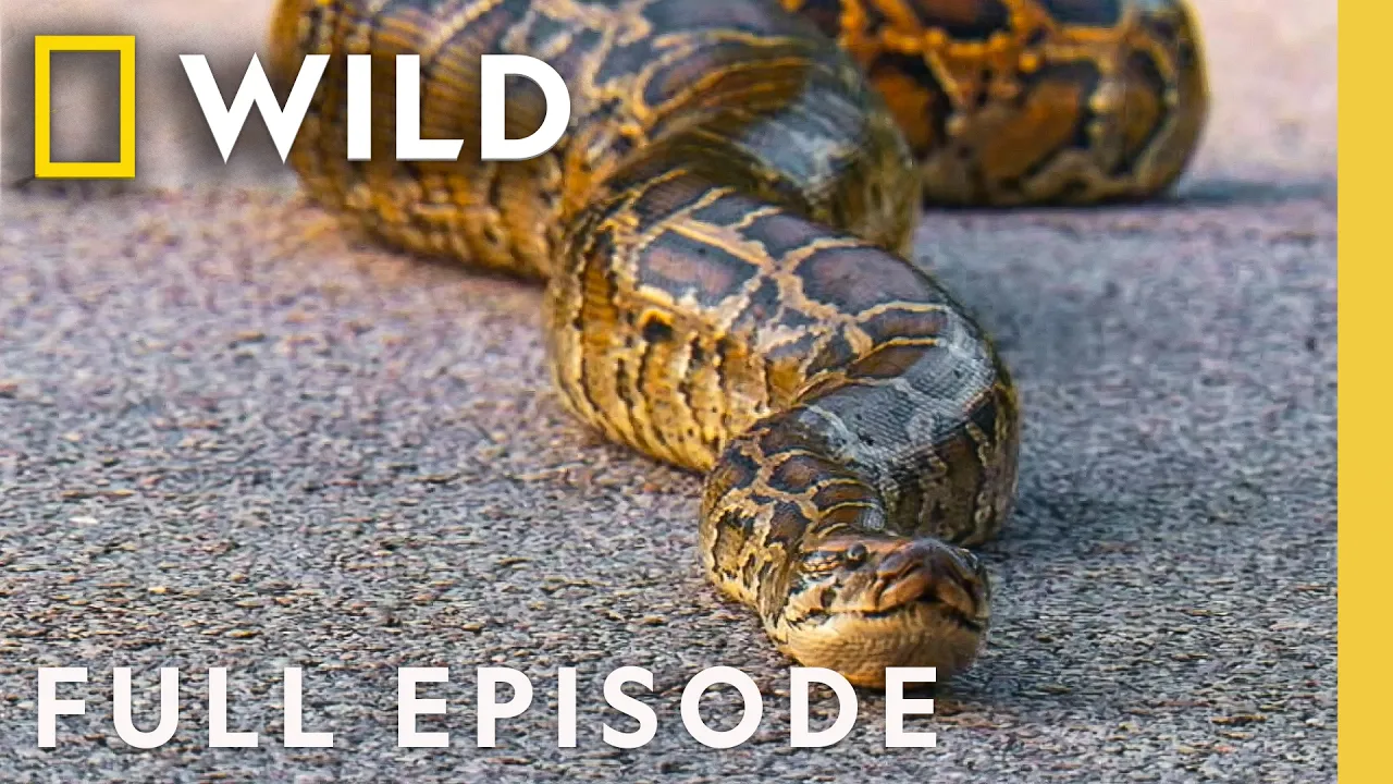 Animal Freak Attacks (Full Episode) | 10 Animals That Can Kill You | Nat Geo Animals thumbnail