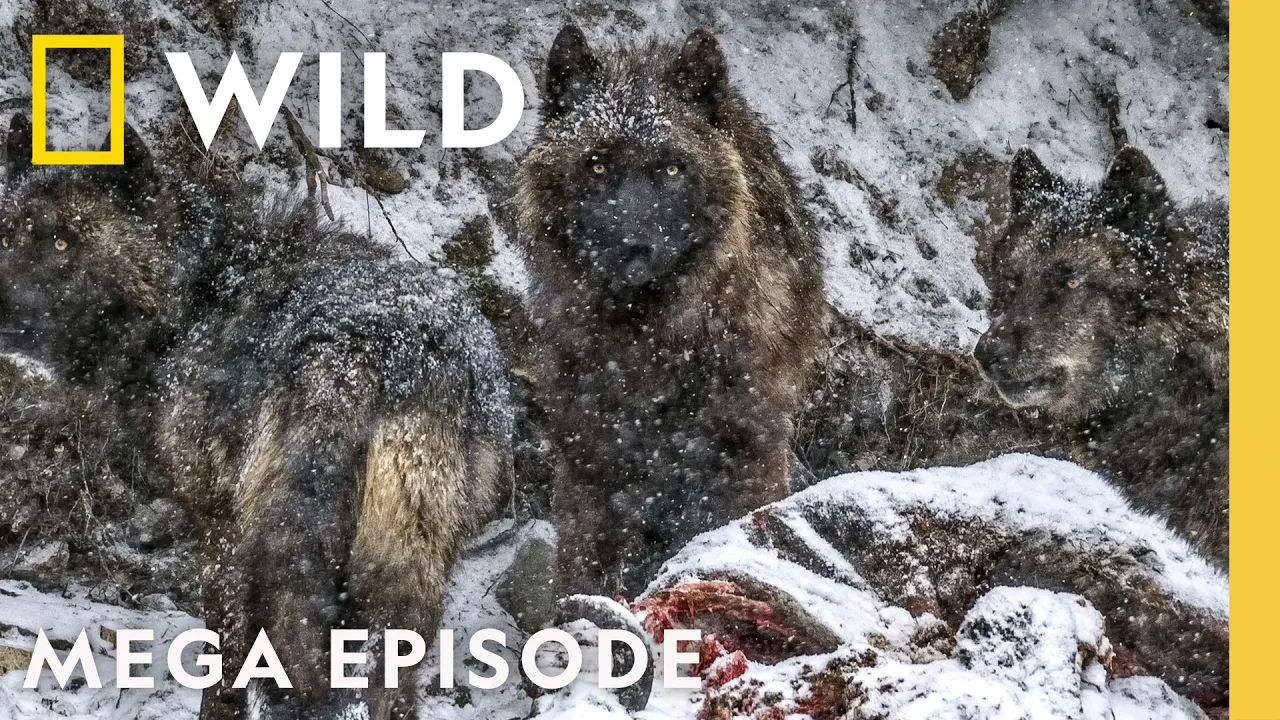 Following Wild Wolf Packs | Yellowstone Wolf Dynasty MEGA Episode | Nat Geo Animals thumbnail