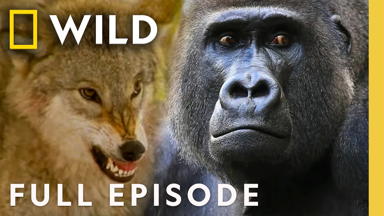 Deadly Sins of the Animal Kingdom (Full Episode) | World's Deadliest Sins | Nat Geo Animals thumbnail