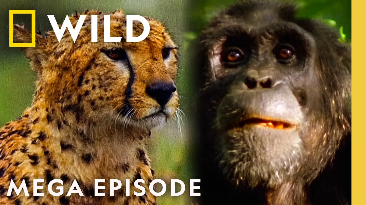 Unpredictable Animal Killers | World's Deadliest MEGA Episode | Nat Geo Animals thumbnail