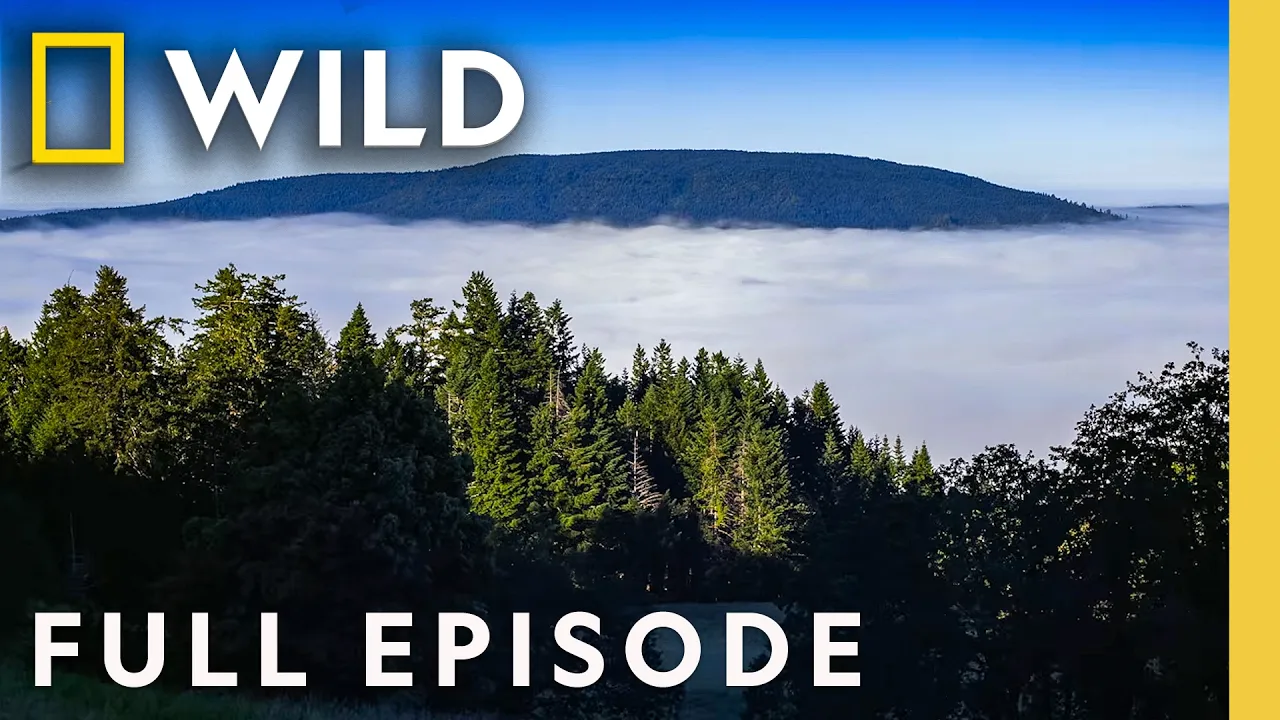America's Northwest Giants (Full Episode) | America the Beautiful | Nat Geo Animals thumbnail