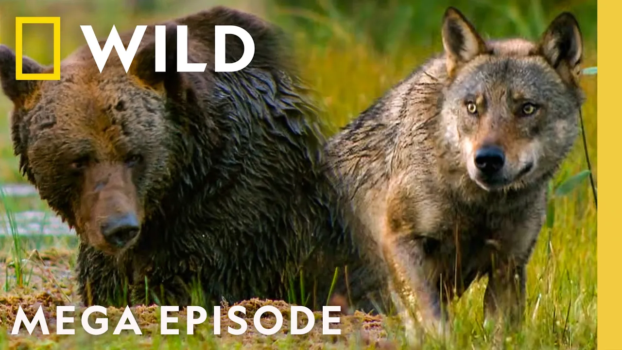 Nature's Savage Battles of Survival | Animal Fight Night MEGA Episode | Nat Geo Animals thumbnail