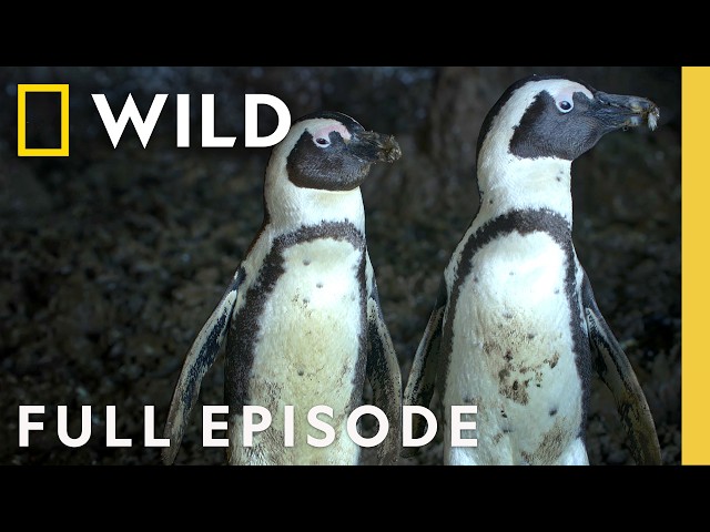 Survival of the Smartest (Full Episode) | Secrets of the Penguins | Nat Geo Animals thumbnail