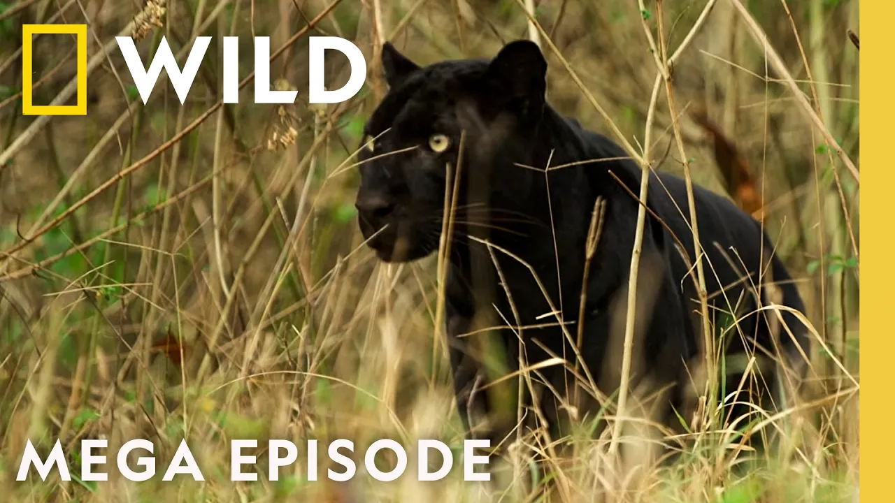 Exploring Big Cats Around the Globe | MEGA Episode | Nat Geo Animals thumbnail