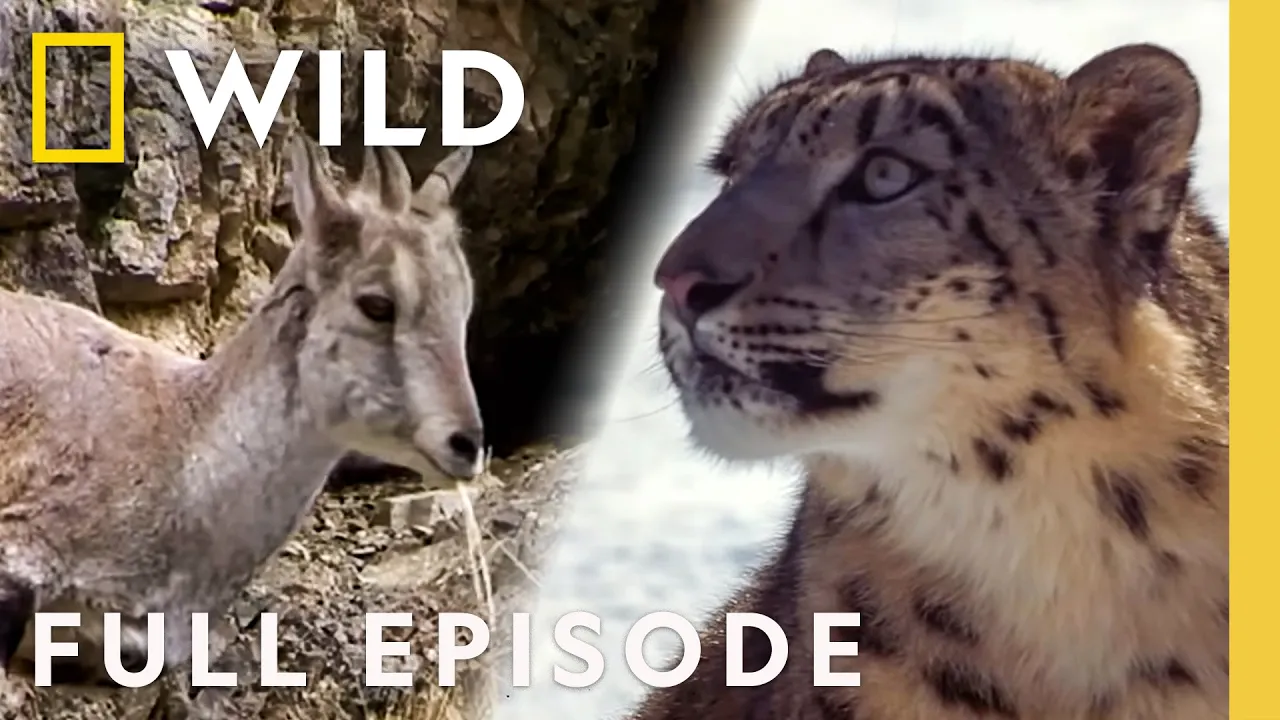 Beast Mode Battles (Full Episode) | Animal Fight Night Compilation | Nat Geo Animals thumbnail