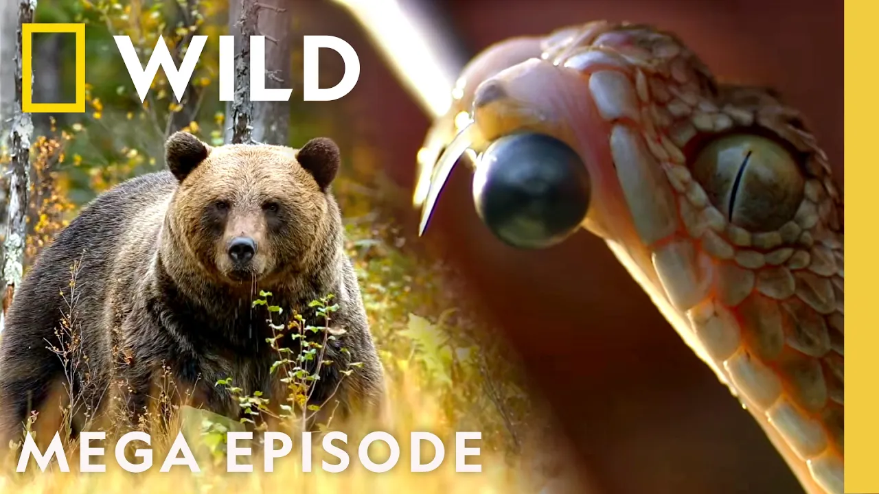 Dangerous Animal Kingdom | When Predators Attack MEGA Episode | Nat Geo Animals thumbnail