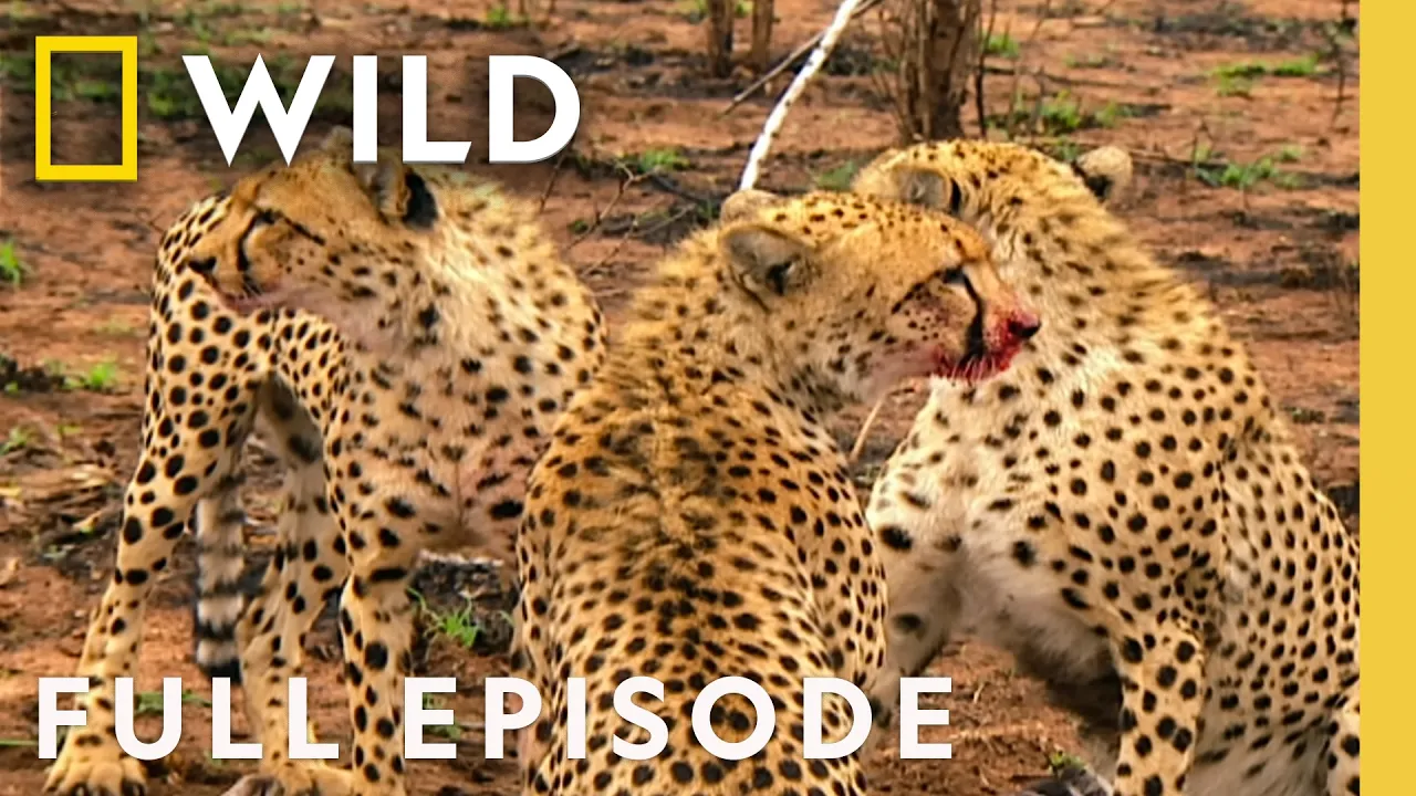 Dare or Die (Full Episode) | Animal Fight Night | Nat Geo Animals thumbnail