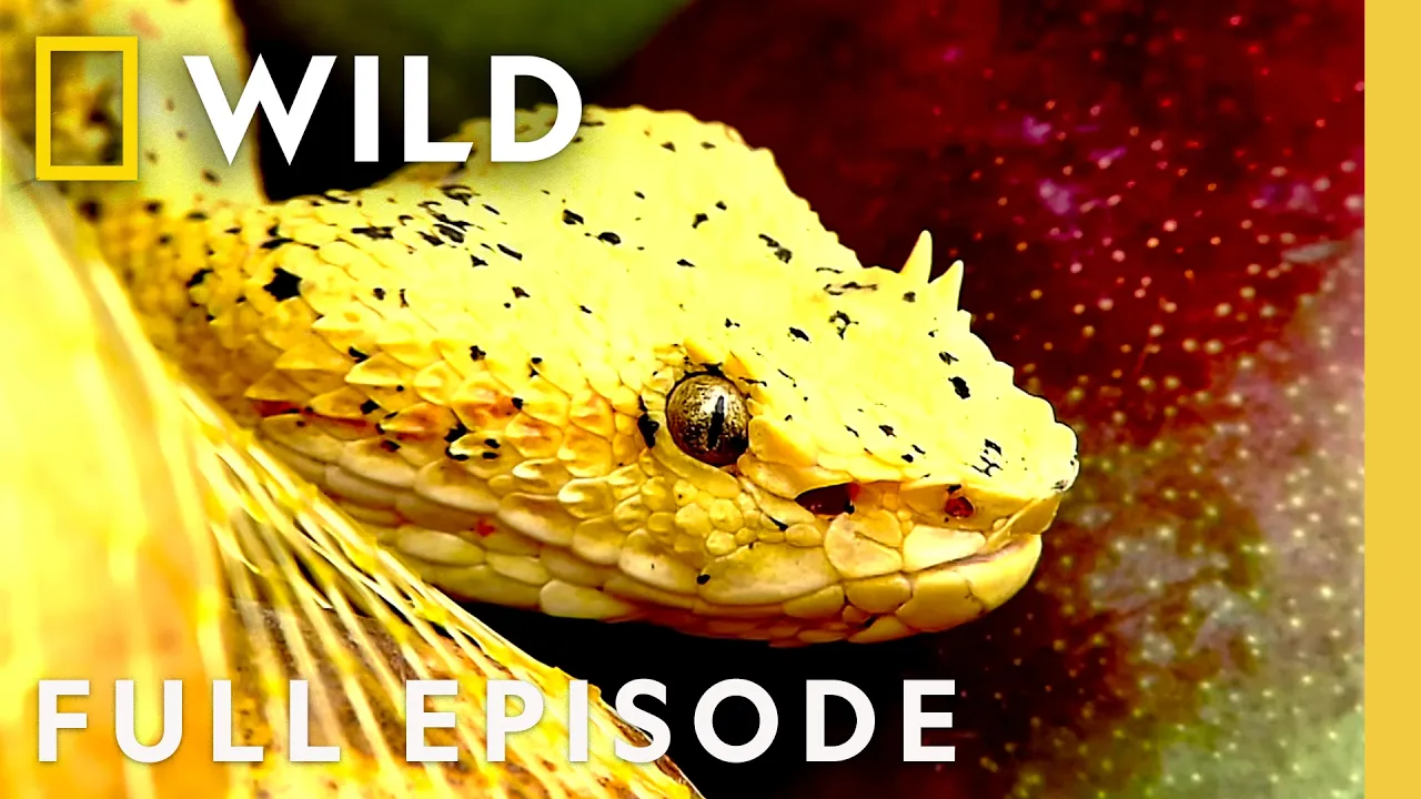 Ranking America's Deadliest Snakes (Full Episode) | World's Deadliest Snakes | Nat Geo Animals thumbnail