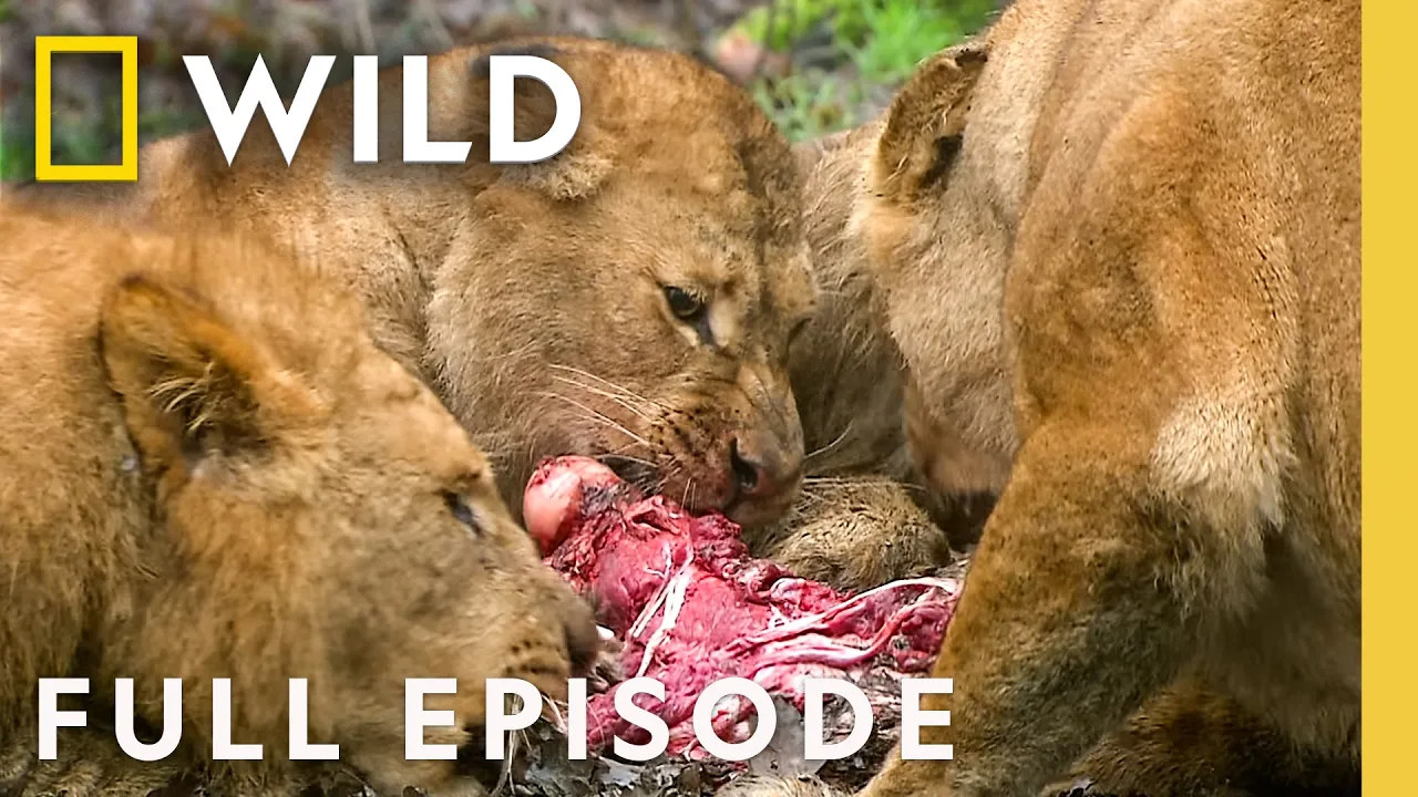 Claw and Bone (Full Episode) | Animal Fight Night Compilation | Nat Geo Animals thumbnail