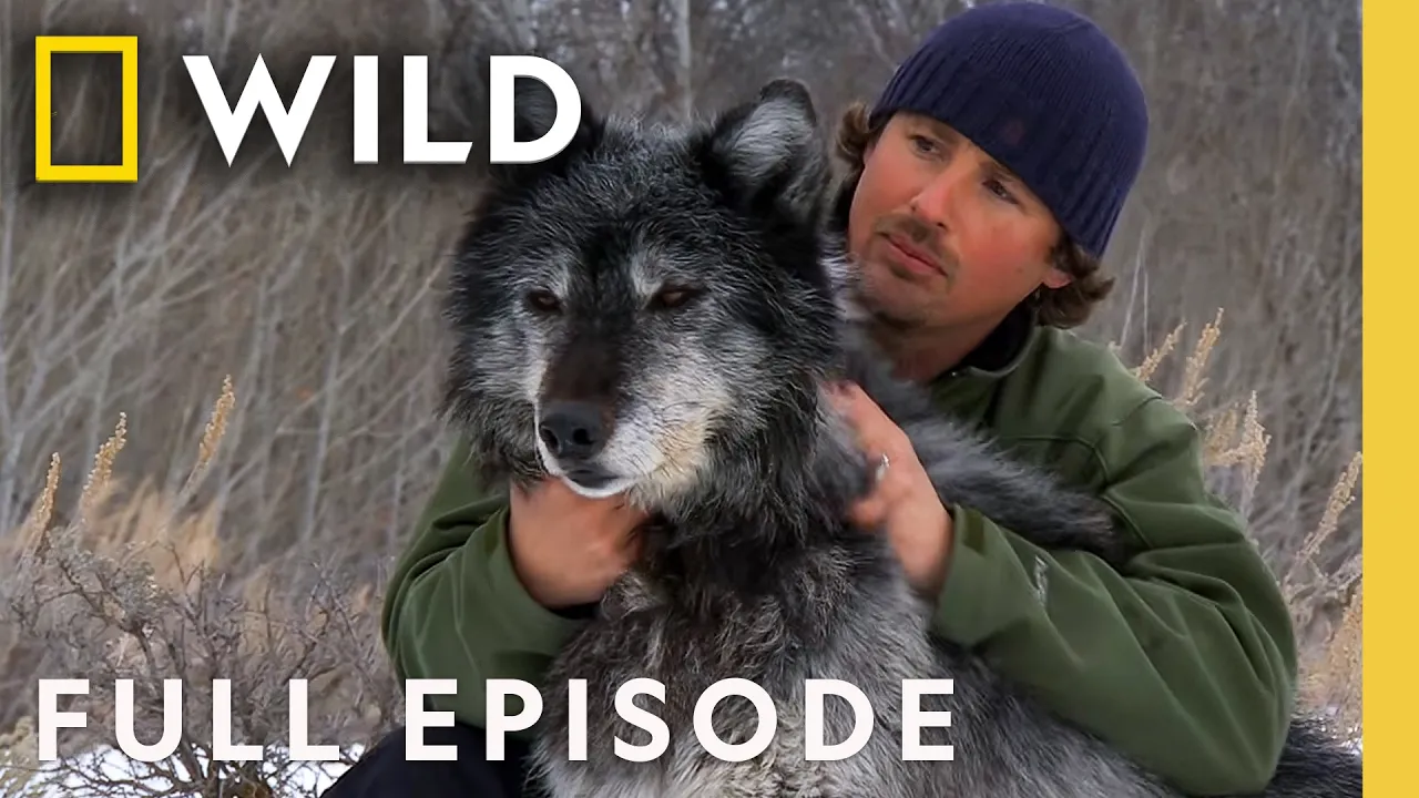 Inside the Wolf Pack (Full Episode) | America the Wild | Nat Geo Animals thumbnail