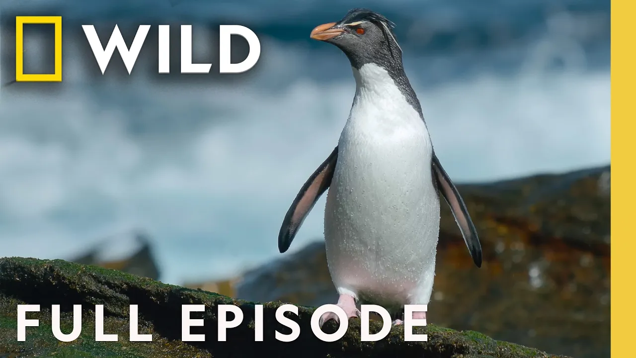Home at the End of the Earth (Full Episode) | Incredible Animal Journeys | Nat Geo Animals thumbnail