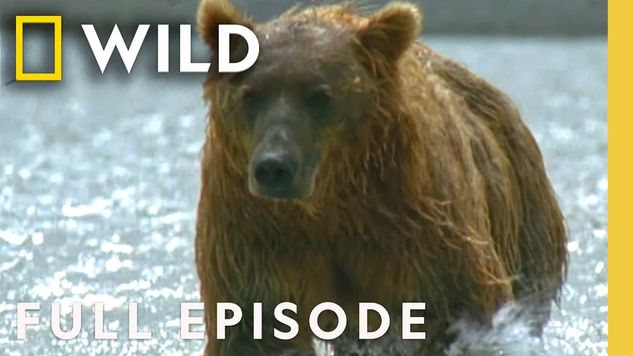 Grizzly Bear Transformation (Full Episode) | Built for the Kill | Nat Geo Animals thumbnail