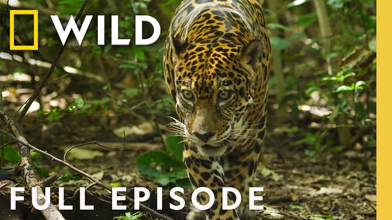 Jaguar Beach Battle (Full Episode) | DOCUMENTARY SPECIAL | Nat Geo Animals thumbnail