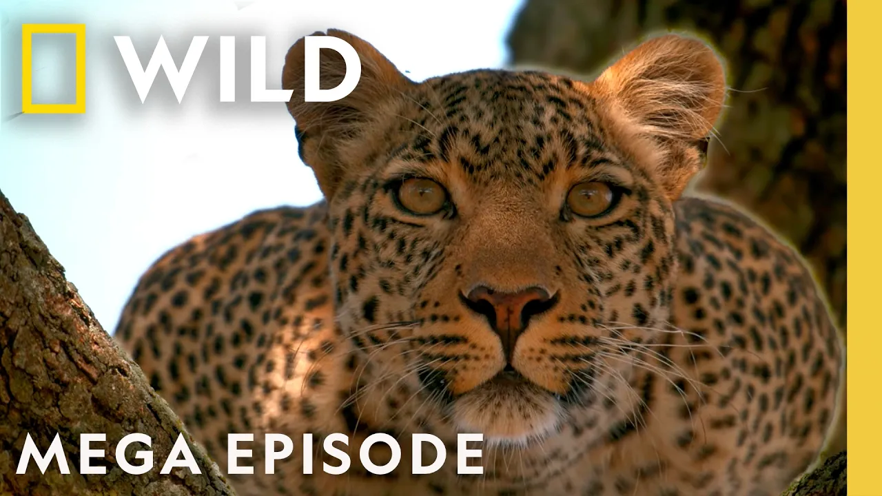 Investigating Leopards Around the Globe | MEGA Episode | Nat Geo Animals thumbnail