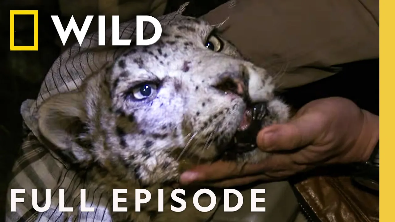 Snow Leopard of Afghanistan (Full Episode) | DOCUMENTARY SPECIAL | Nat Geo Animals thumbnail