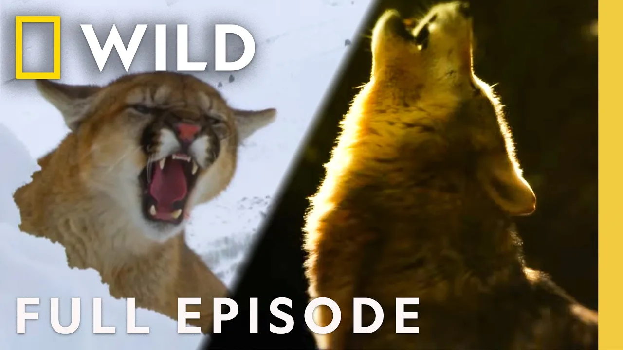 Cougar vs. Wolf (Full Episode) | SPECIAL | Nat Geo Animals thumbnail