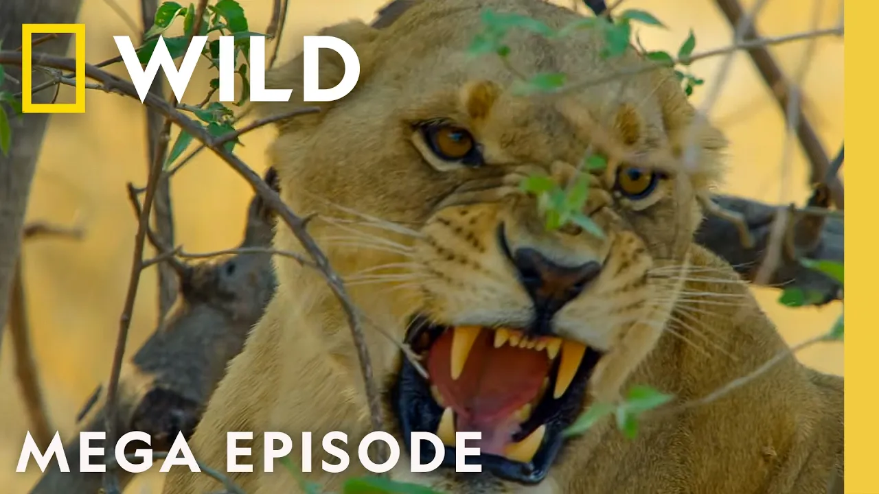 Stomping Out Deadly Uprisings | Savage Kingdom MEGA Episodes | Nat Geo Animals thumbnail