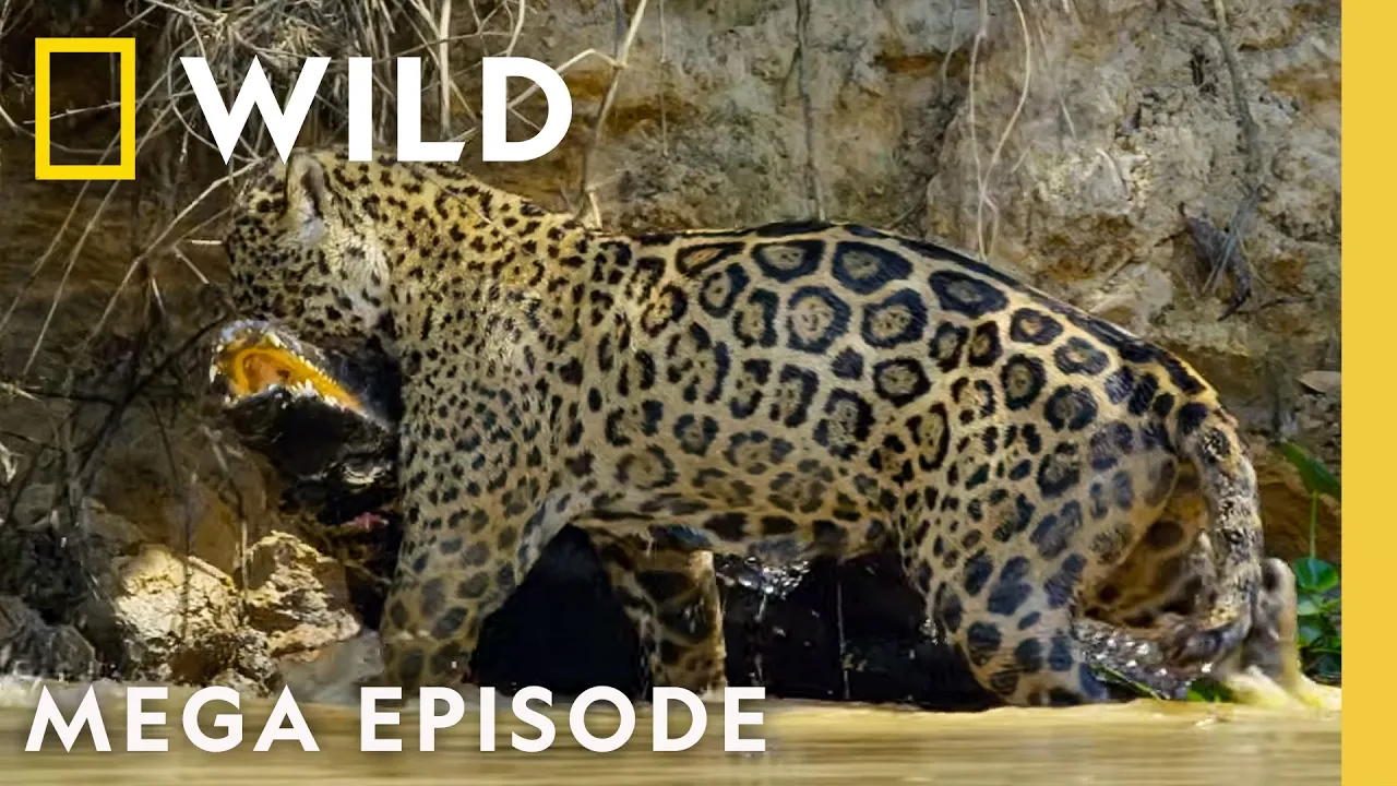 Lethal Animal Battles Captured on Camera | MEGA Episode | Nat Geo Animals thumbnail