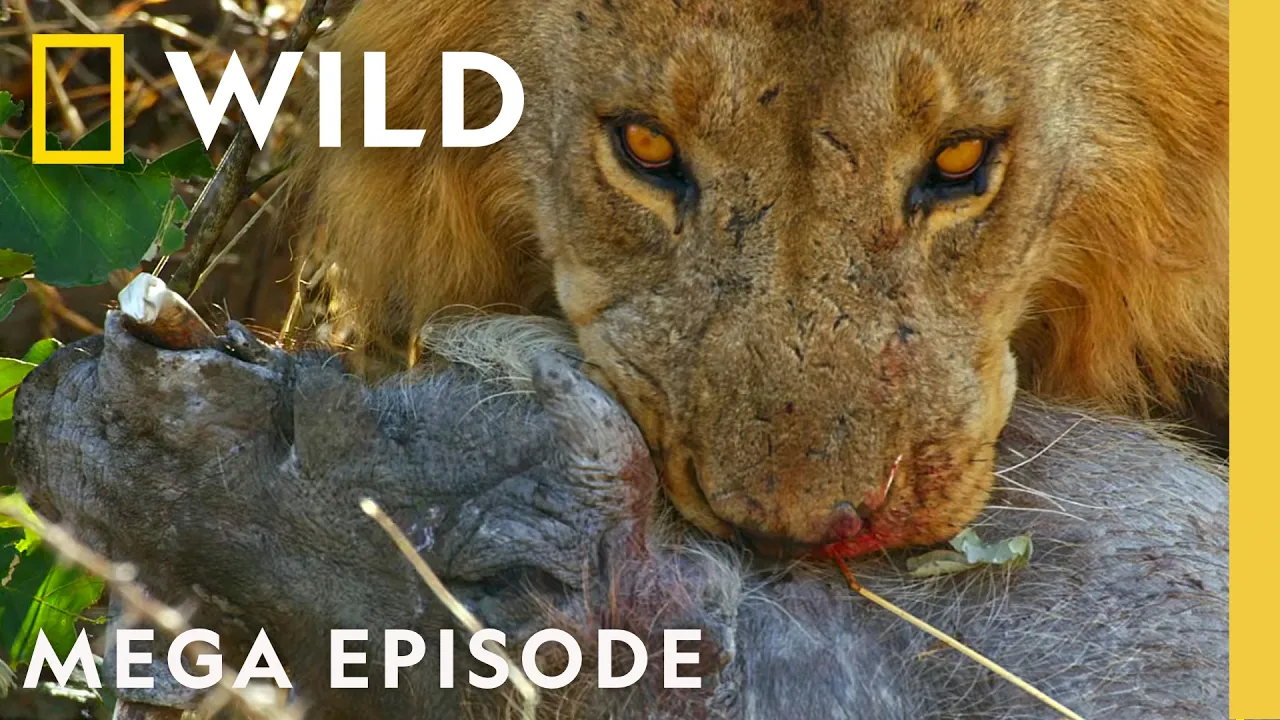 Sacrifices, Uprisings, & Rivalries | Savage Kingdom S2 & S4 MEGA Episode | Nat Geo Animals thumbnail