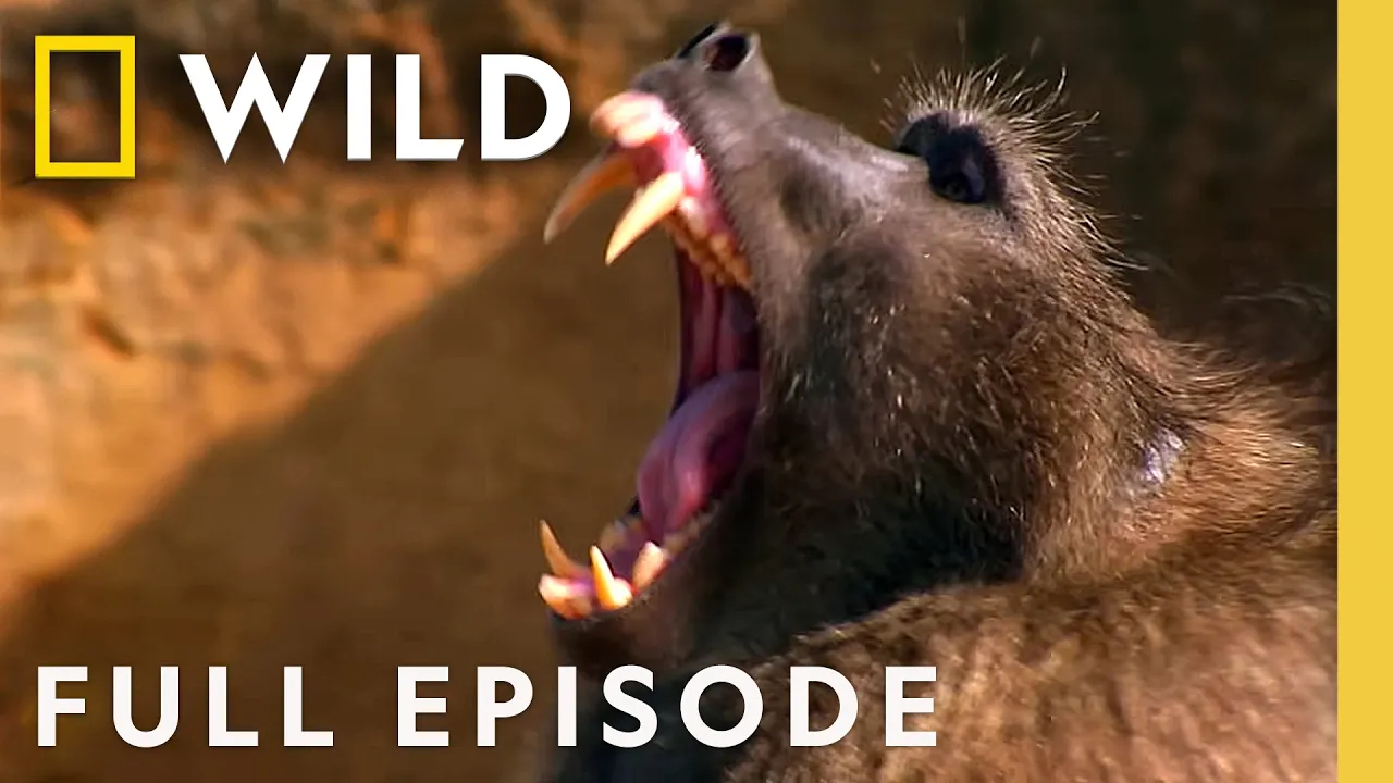 Meet the Killers Among Us (Full Episode) | Hunter vs. Hunted | Nat Geo Animals thumbnail