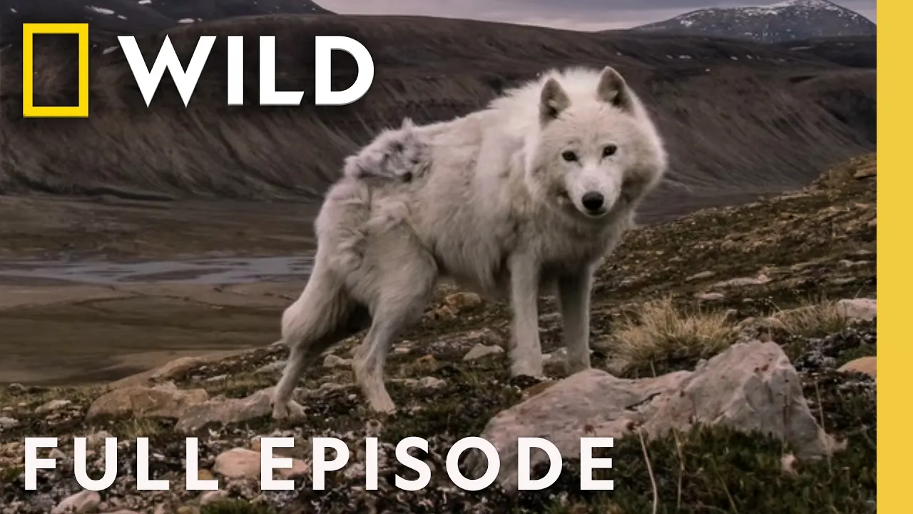 The Search (Full Episode) | Kingdom of the White Wolf | Nat Geo Animals thumbnail