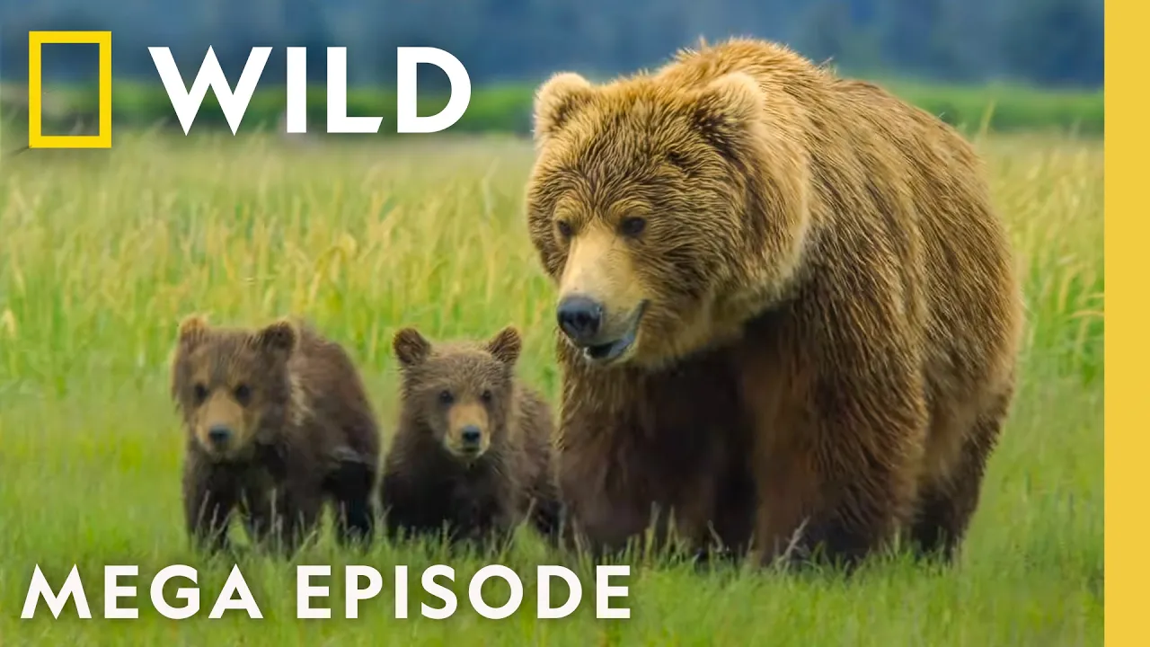 Deadly Treks for Survival | Incredible Animal Journeys MEGA Episode | Nat Geo Animals thumbnail