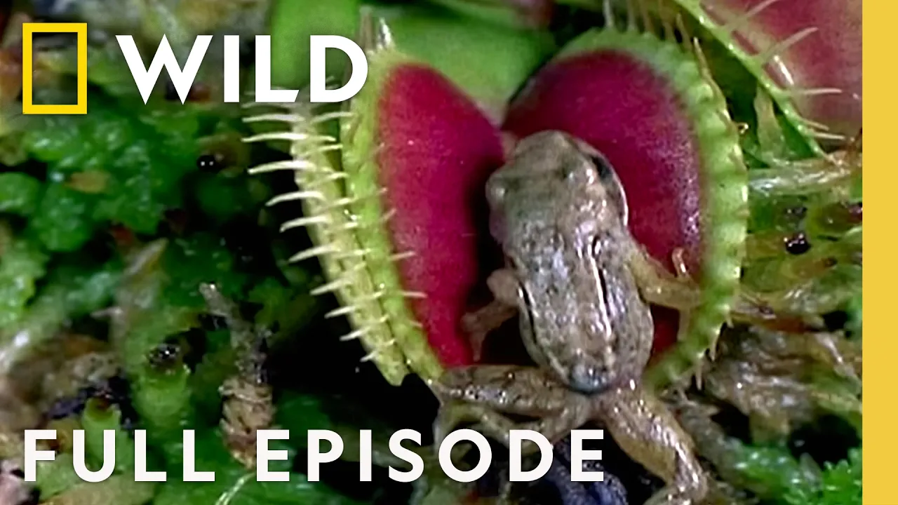 The Animal Kingdom’s Most Dangerous Bites | World’s Deadliest Compilation | Nat Geo Animals thumbnail