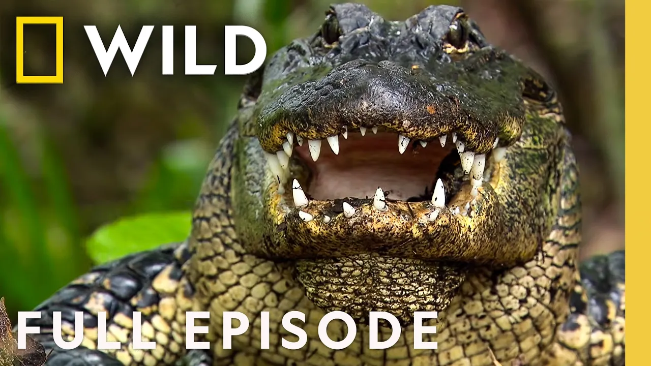 Which Deadly Florida Predator Reigns Supreme? (Full Episode) | SPECIAL | Nat Geo Animals thumbnail