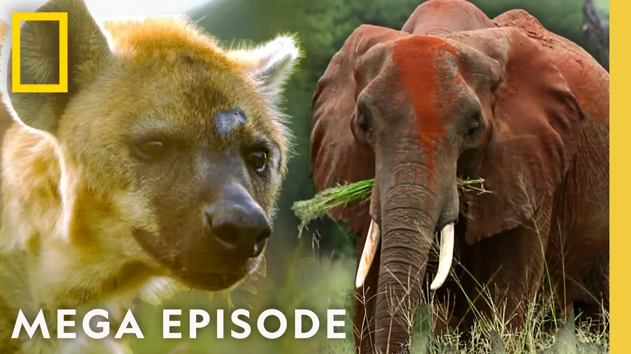 Winners and Losers in the Animal Kingdom | Animal Fight Night MEGA Episode | Nat Geo Animals thumbnail