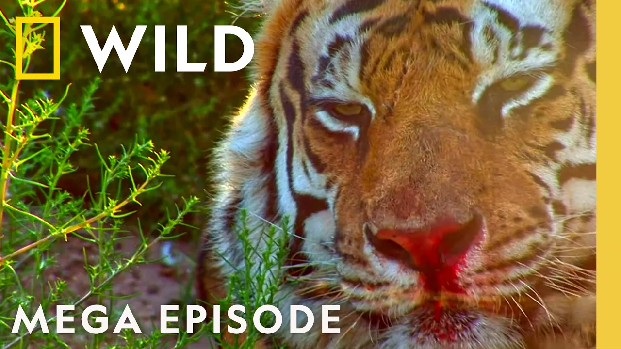 Epic Animal Wars | Animal Fight Night S2 & S6 MEGA Episode | Nat Geo Animals thumbnail