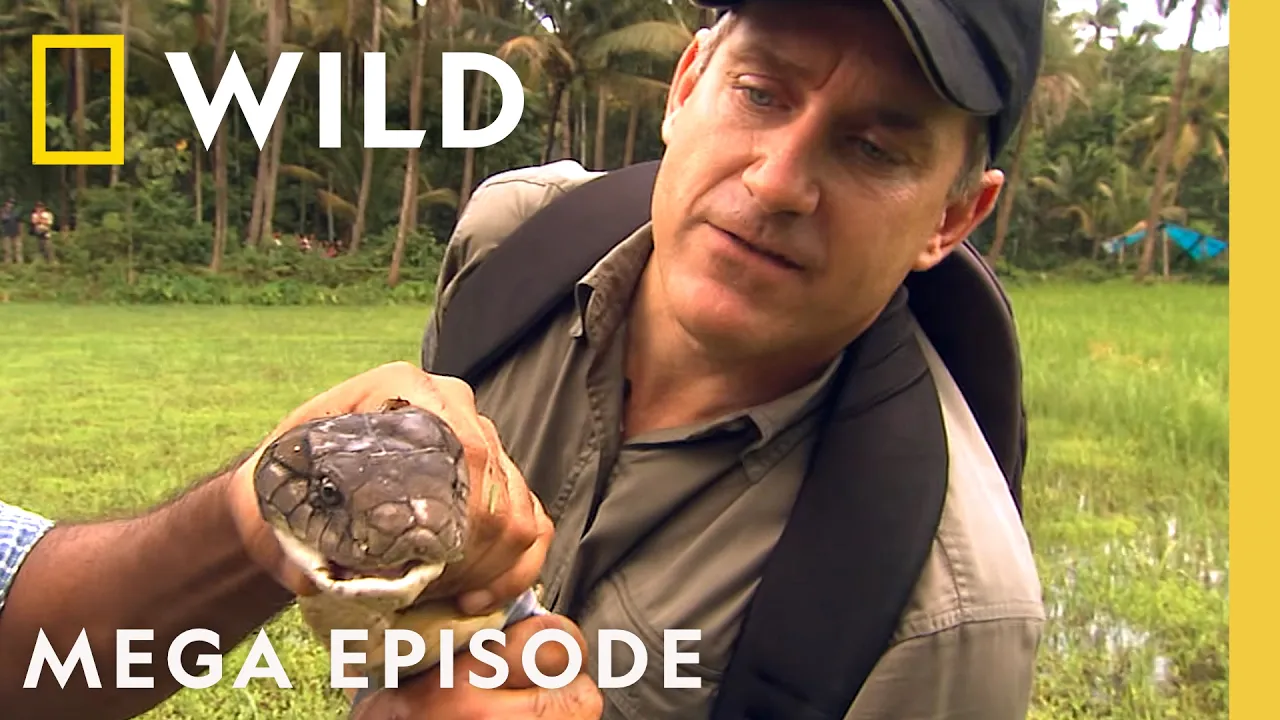 Tracking Elusive Animal Killers | Dangerous Encounters MEGA Episode | Nat Geo Animals thumbnail