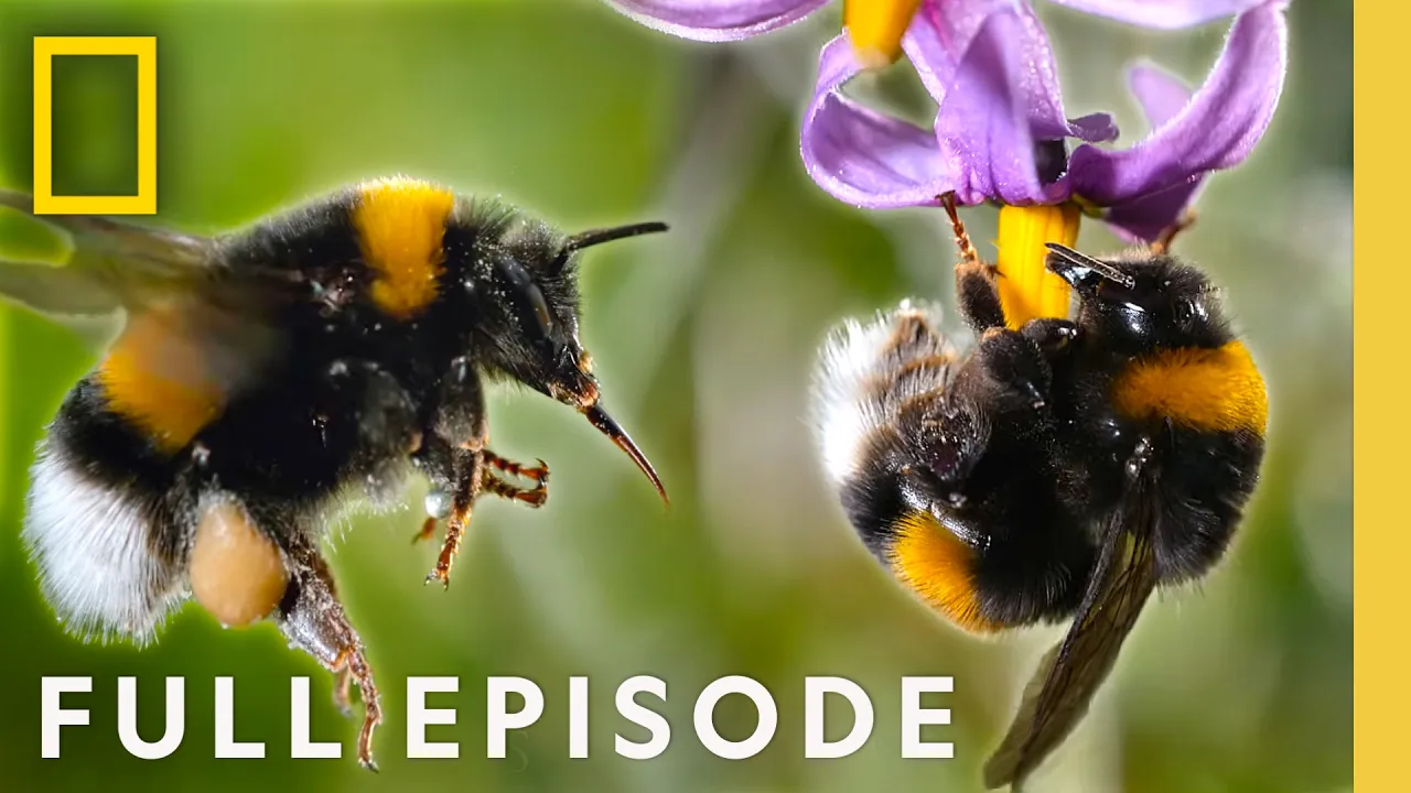 The Hive (Full Episode) | Secrets of the Bees Narrated by Bertie Gregory | National Geographic thumbnail