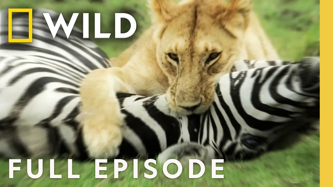 Lion Transformations (Full Episode) | Built for the Kill | Nat Geo Animals thumbnail