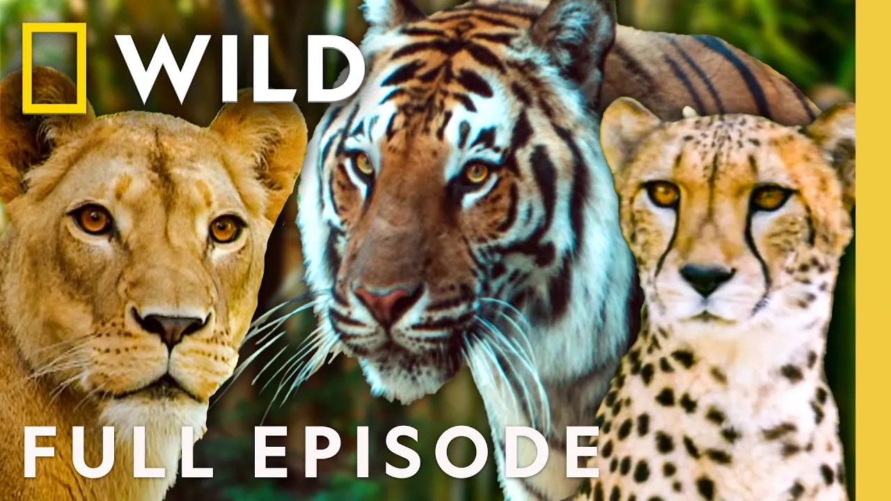 Welcome to Big Cat Games (Full Episode) | SPECIAL | Nat Geo Animals thumbnail