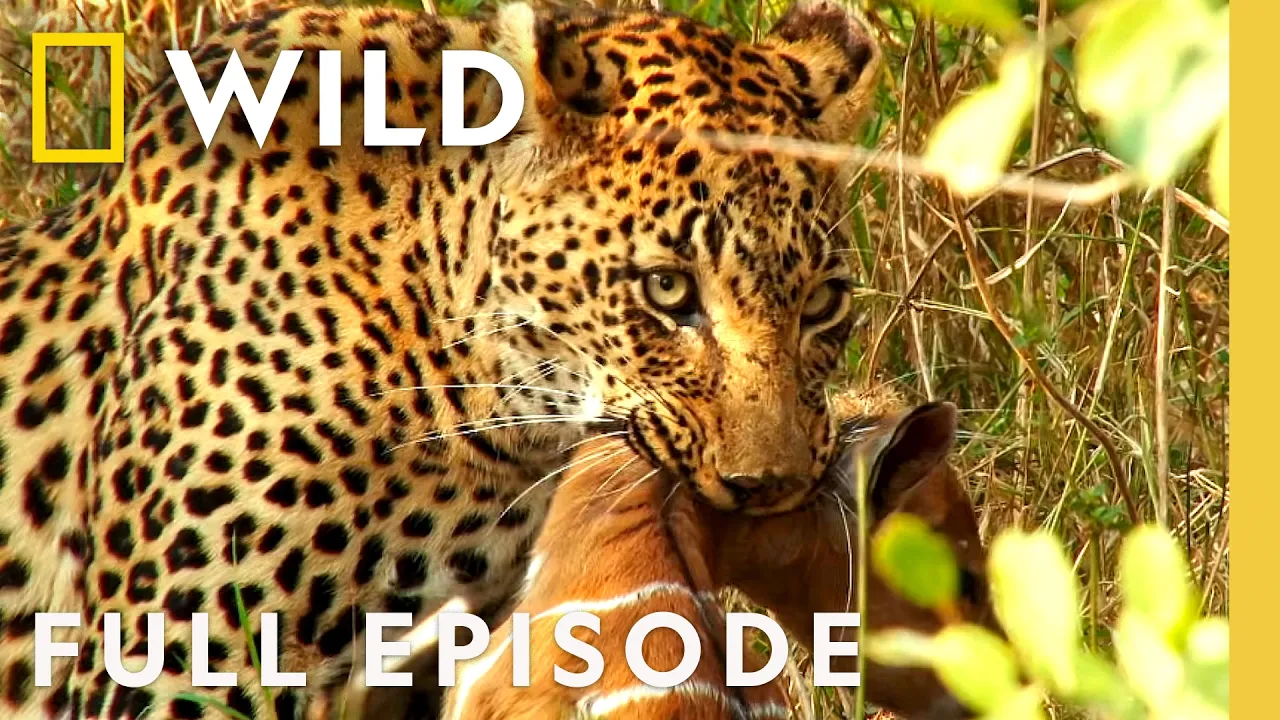 Lone Survivor (Full Episode) | Animal Fight Night Compilation | Nat Geo Animals thumbnail