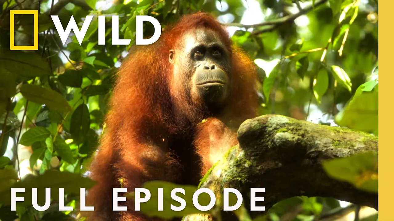 Orangutan on the Edge (Full Episode) | Mission Critical | Nat Geo Animals thumbnail