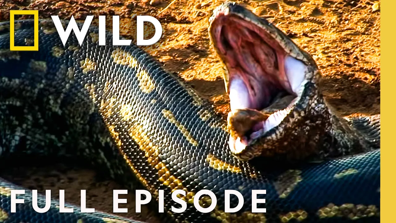 Investigating Monster Snakes (Full Episode) | Monster Snakes | Nat Geo Animals thumbnail