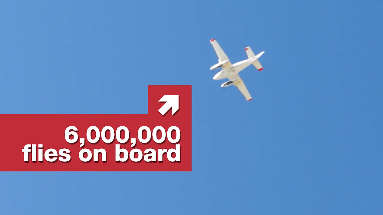 Why the government drops flies on California thumbnail