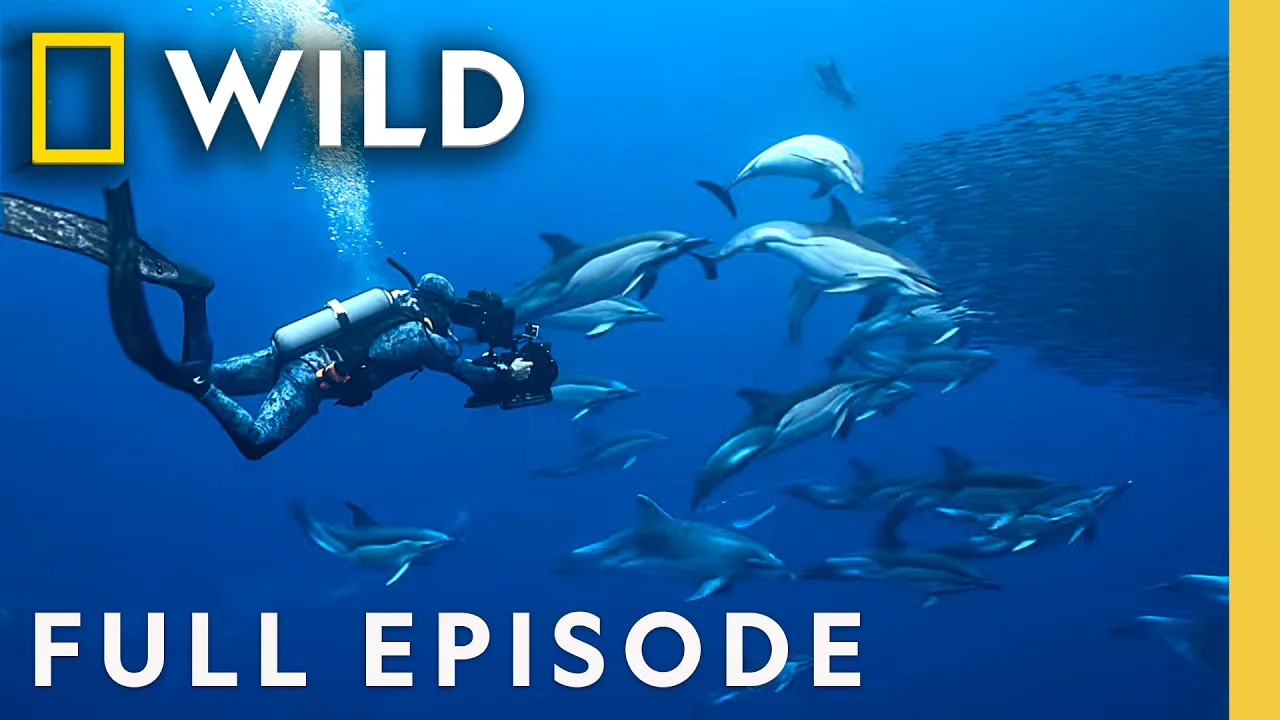 Dolphins Up Close with Bertie Gregory (Full Episode) | SPECIAL | Nat Geo Animals thumbnail