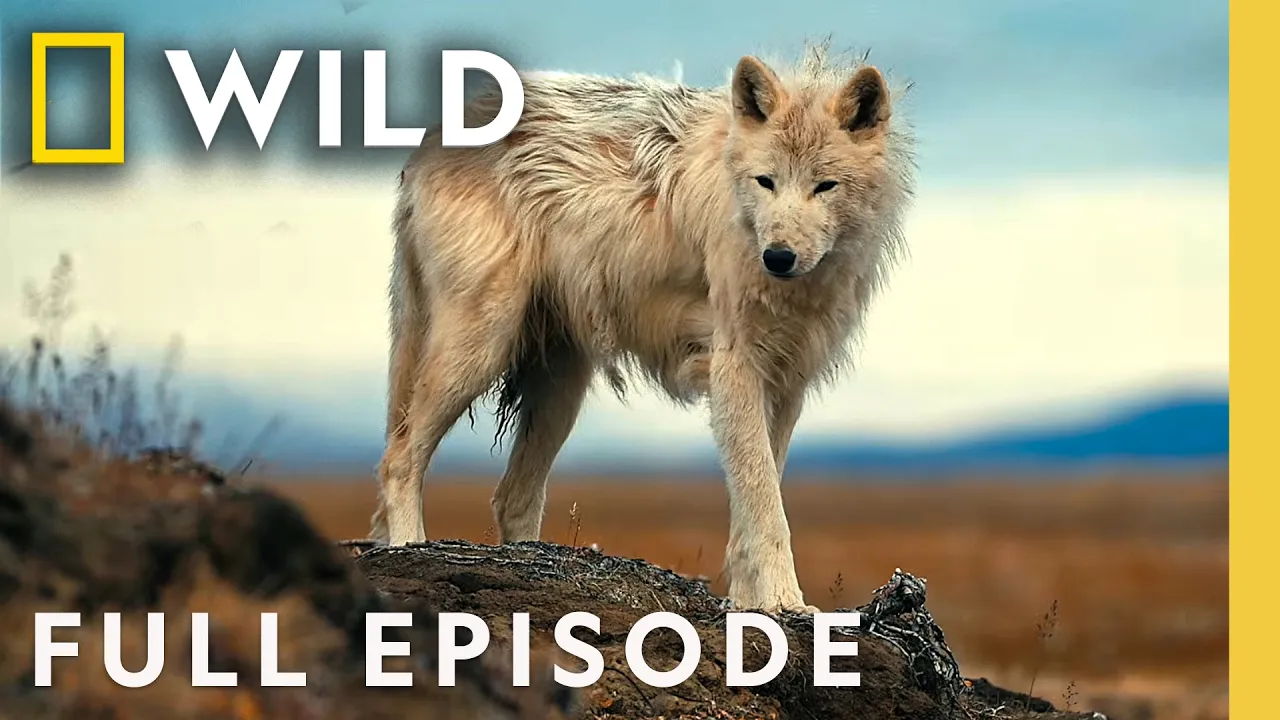 The Wolf Queen (Full Episode) | Kingdom of the While Wolf | Nat Geo Animals thumbnail
