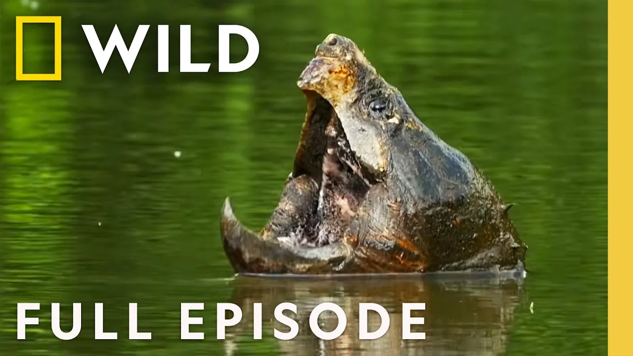 The Mighty Mississippi (Full Episode) | America the Beautiful | Nat Geo Animals thumbnail