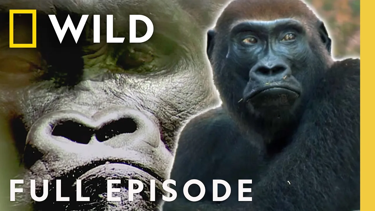 Clash of Kings (Full Episode) | Kingdom of the Apes | Nat Geo Animals thumbnail