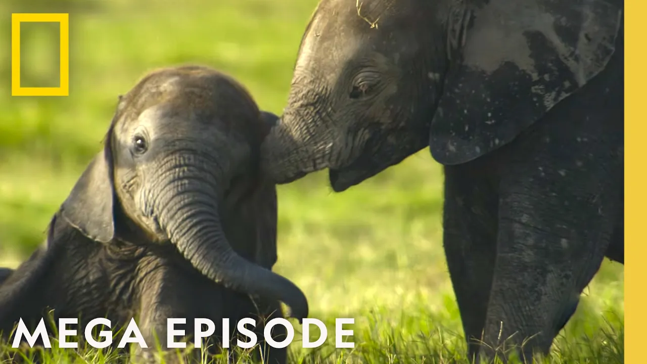 Secret Lives Of Animals Around the Globe | MEGA Episode Special | National Geographic thumbnail