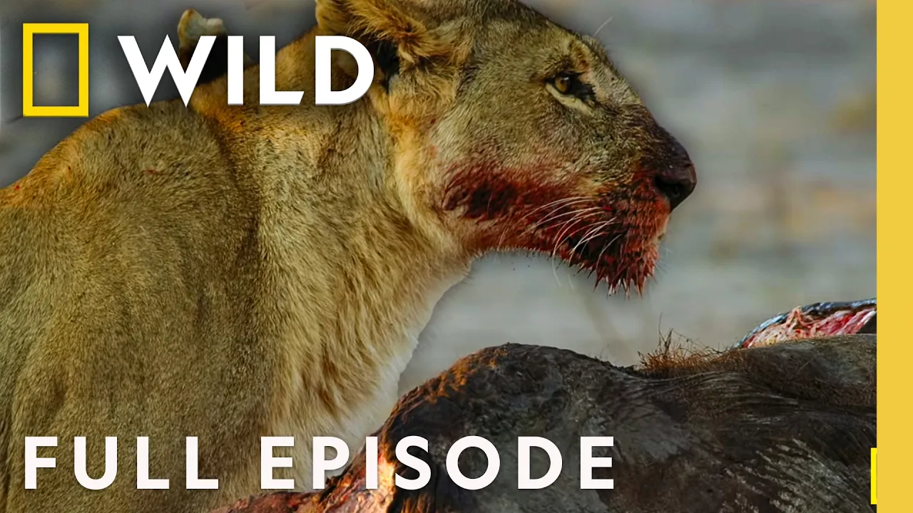Survival at a Price (Full Episode) | Savage Kingdom Compilation | Nat Geo Animals thumbnail