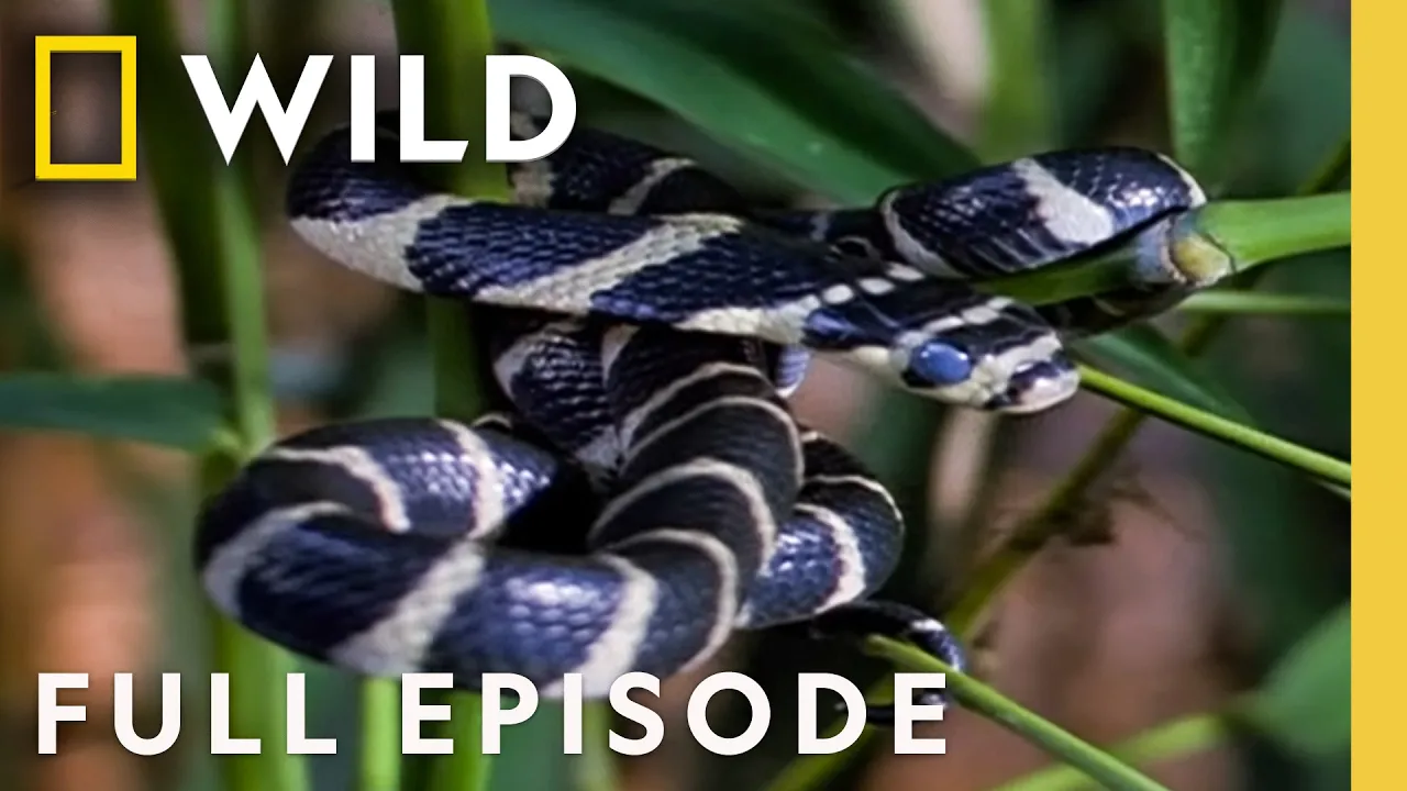 Little Killers (Full Episode) | World's Deadliest | Nat Geo Animals thumbnail